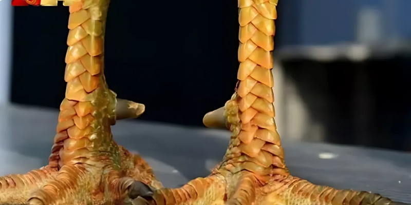 Phân biệt các loại vảy gà chọi phổ biến